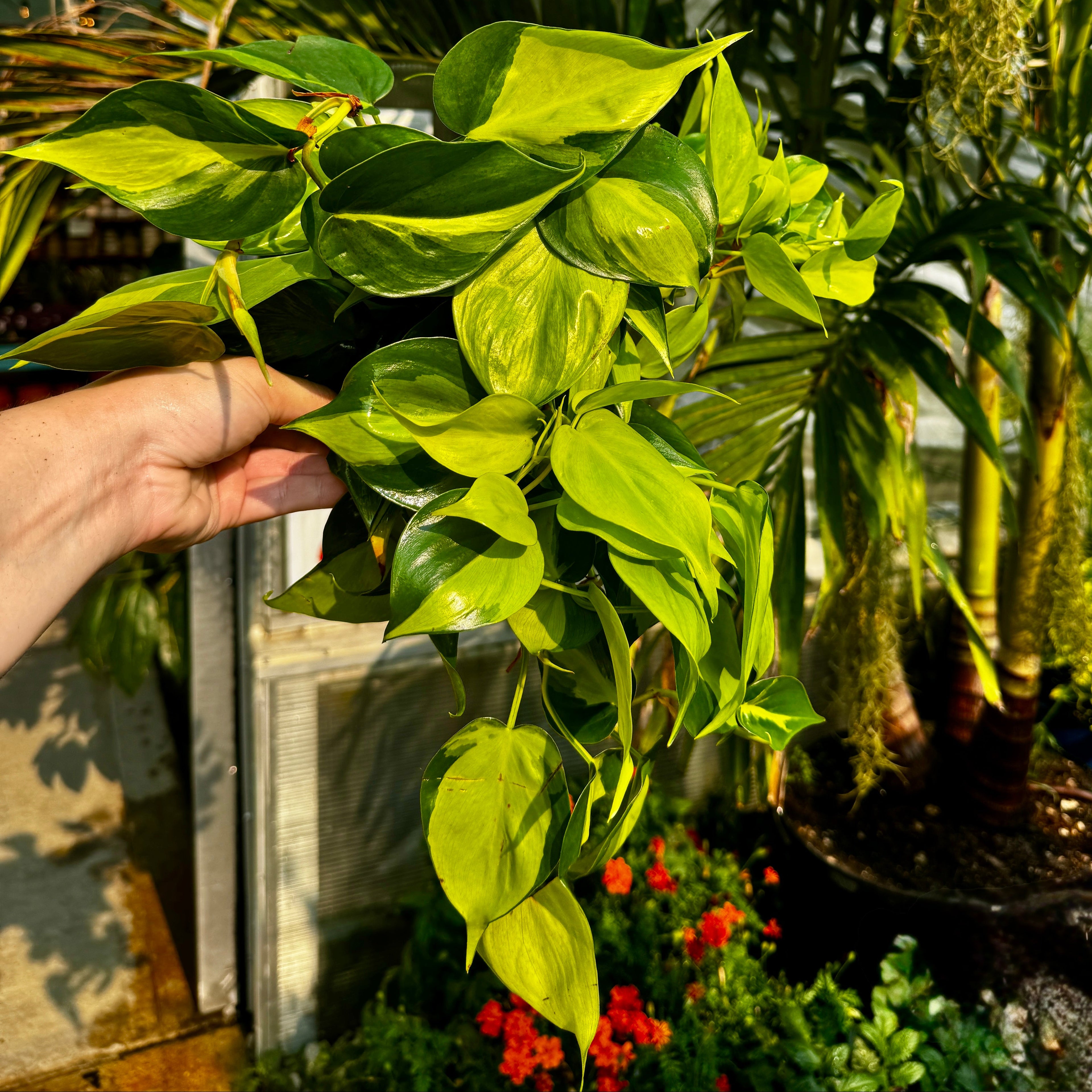 Heartleaf Philodendron | 6" Philodendron Hederaceum 'Brasil'