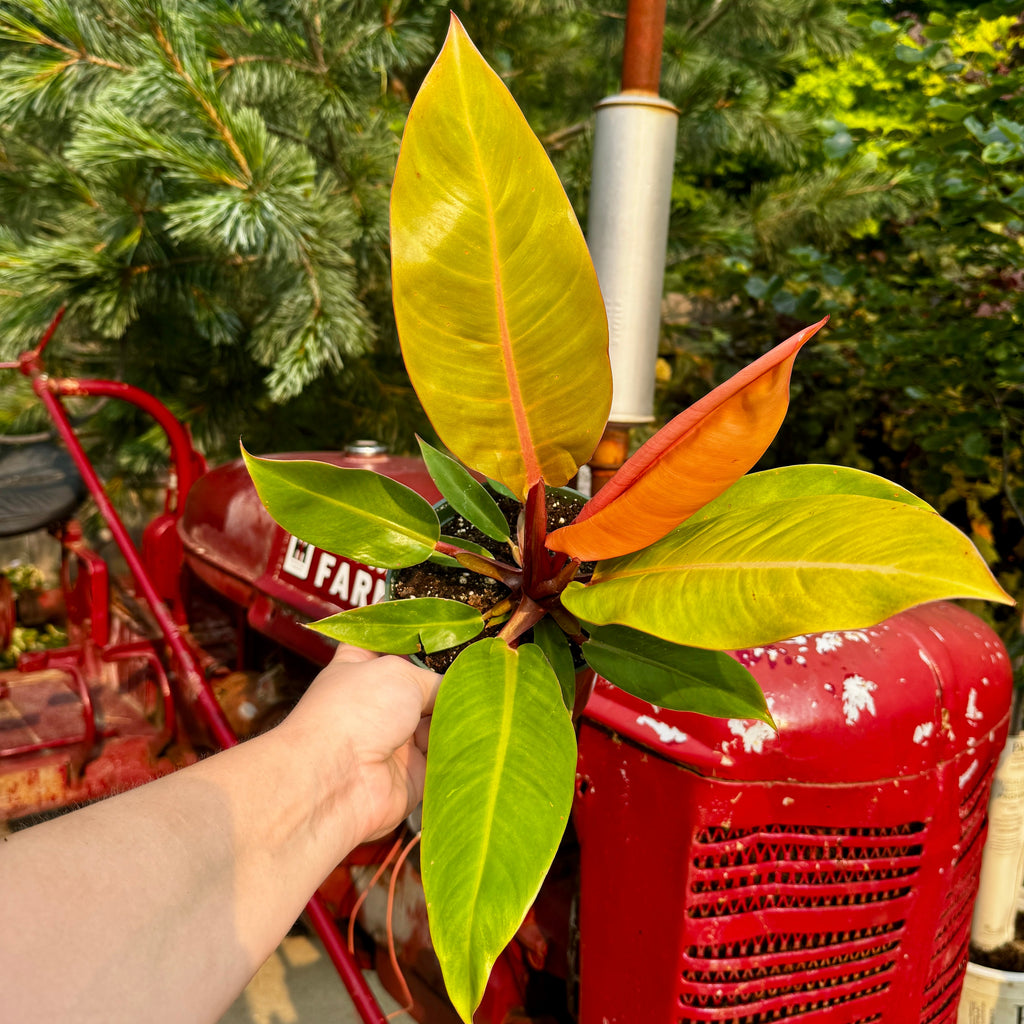 Philodendron Prince of Orange | 6" Philodendron erubescens 'Prince of Orange'