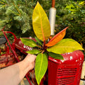 Philodendron Prince of Orange | 6" Philodendron erubescens 'Prince of Orange'