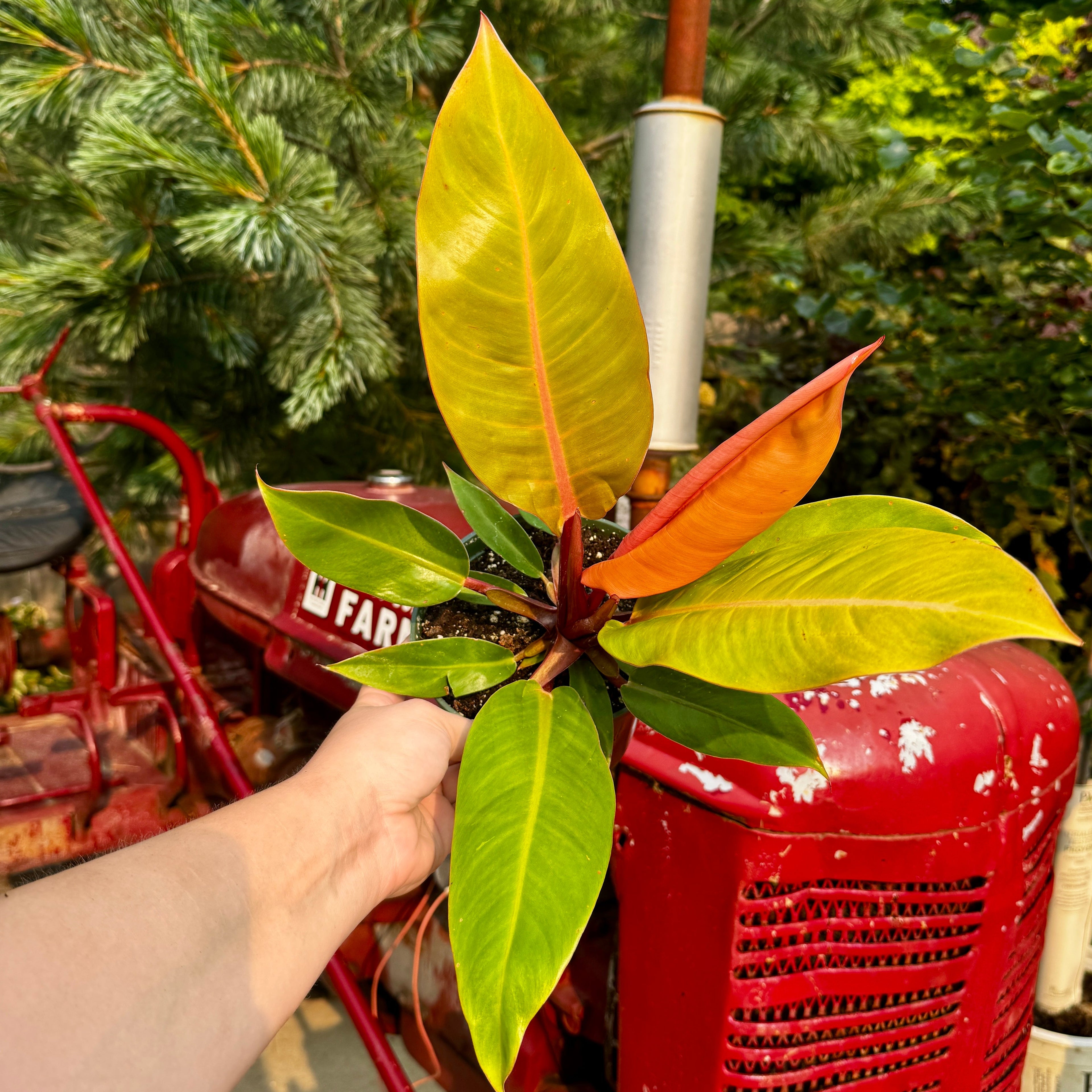 Philodendron Prince of Orange | 6" Philodendron erubescens 'Prince of Orange'