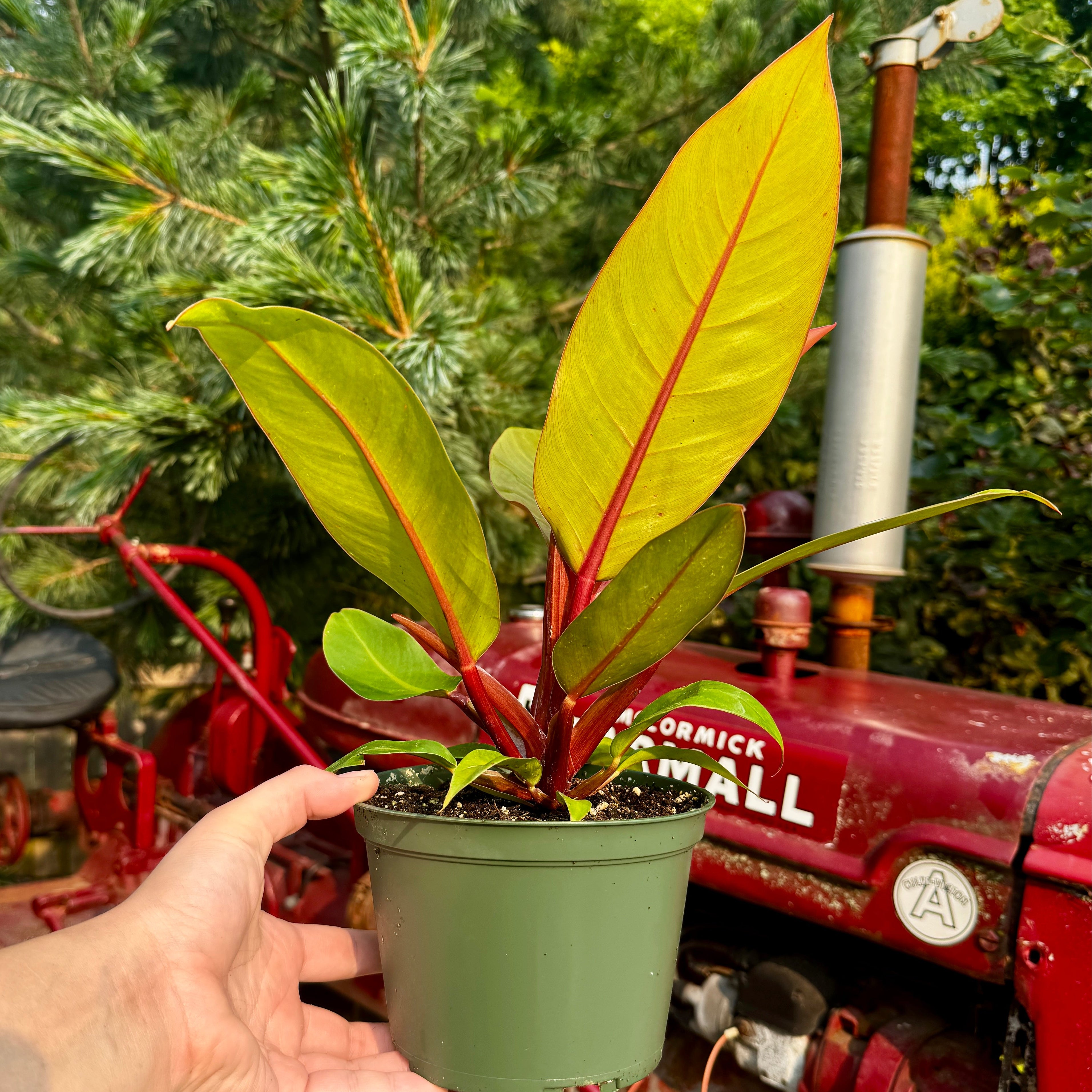 Philodendron Prince of Orange | 6" Philodendron erubescens 'Prince of Orange'