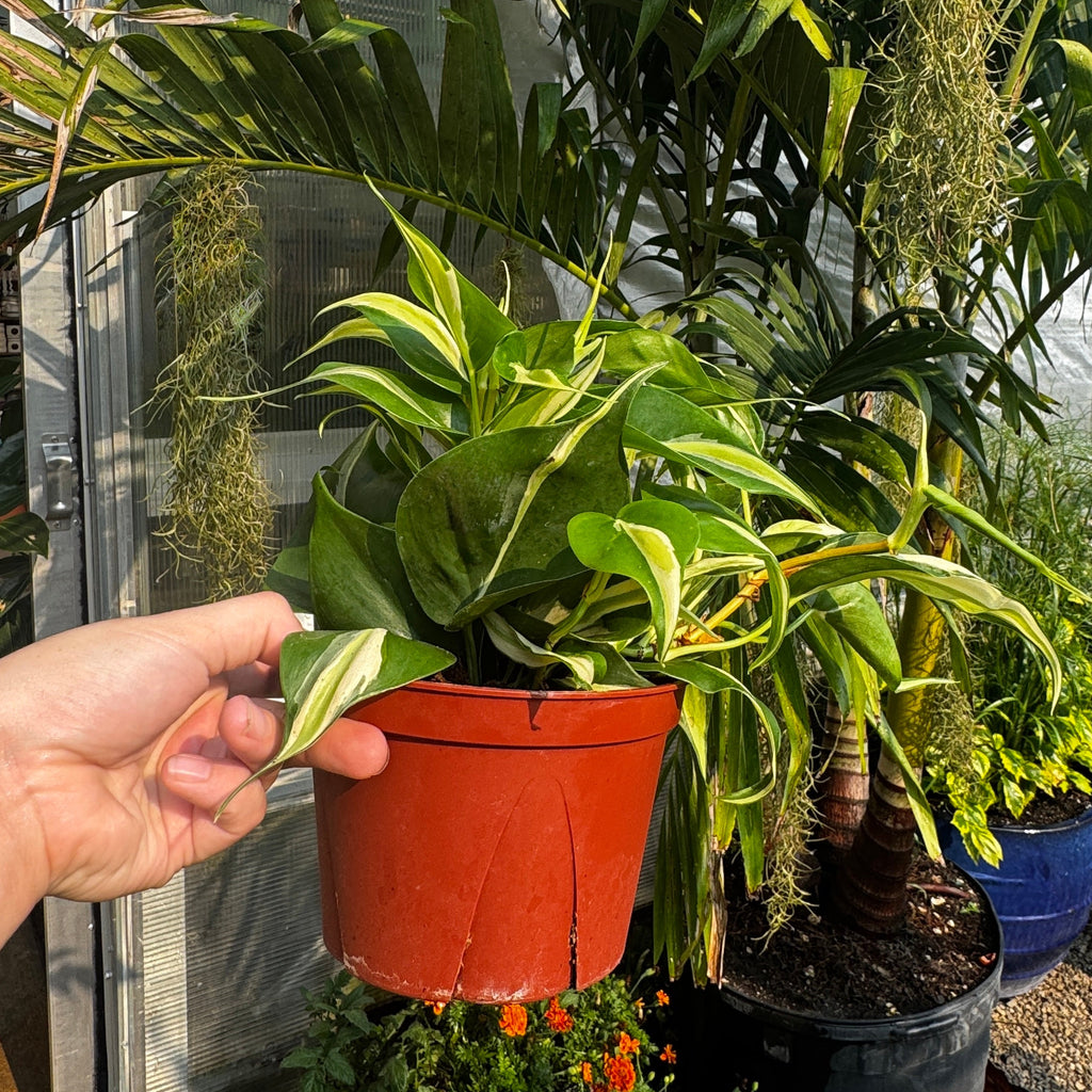 Heartleaf Philodendron | 6" Philodendron Hederaceum 'Silver Stripe'