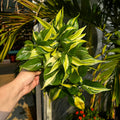 Heartleaf Philodendron | 6" Philodendron Hederaceum 'Silver Stripe'