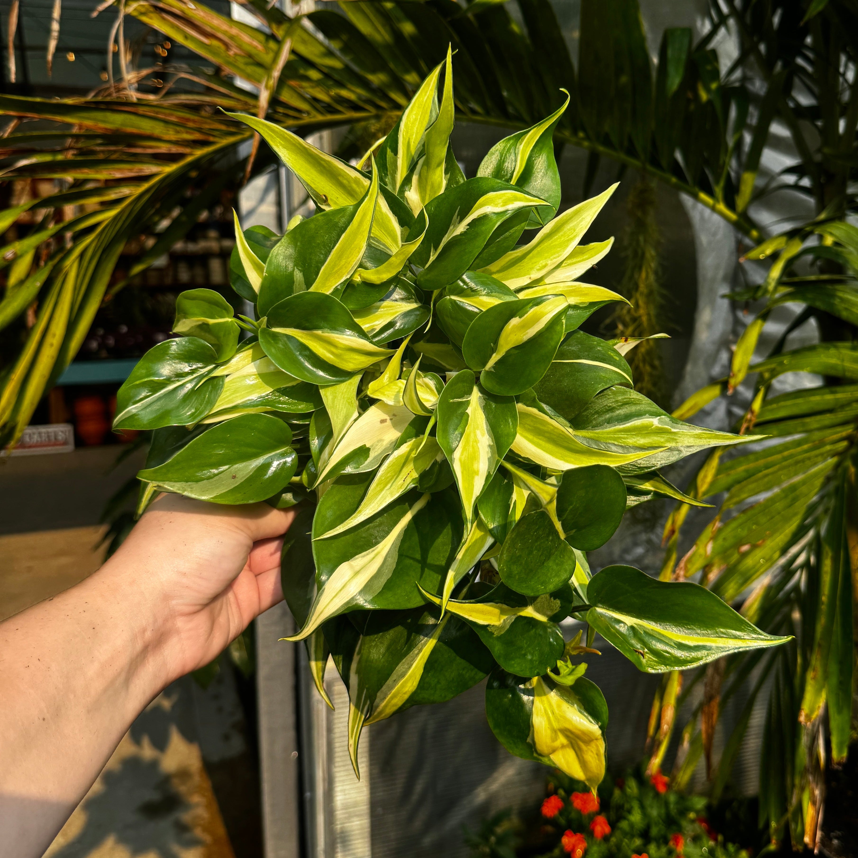 Heartleaf Philodendron | 6" Philodendron Hederaceum 'Silver Stripe'