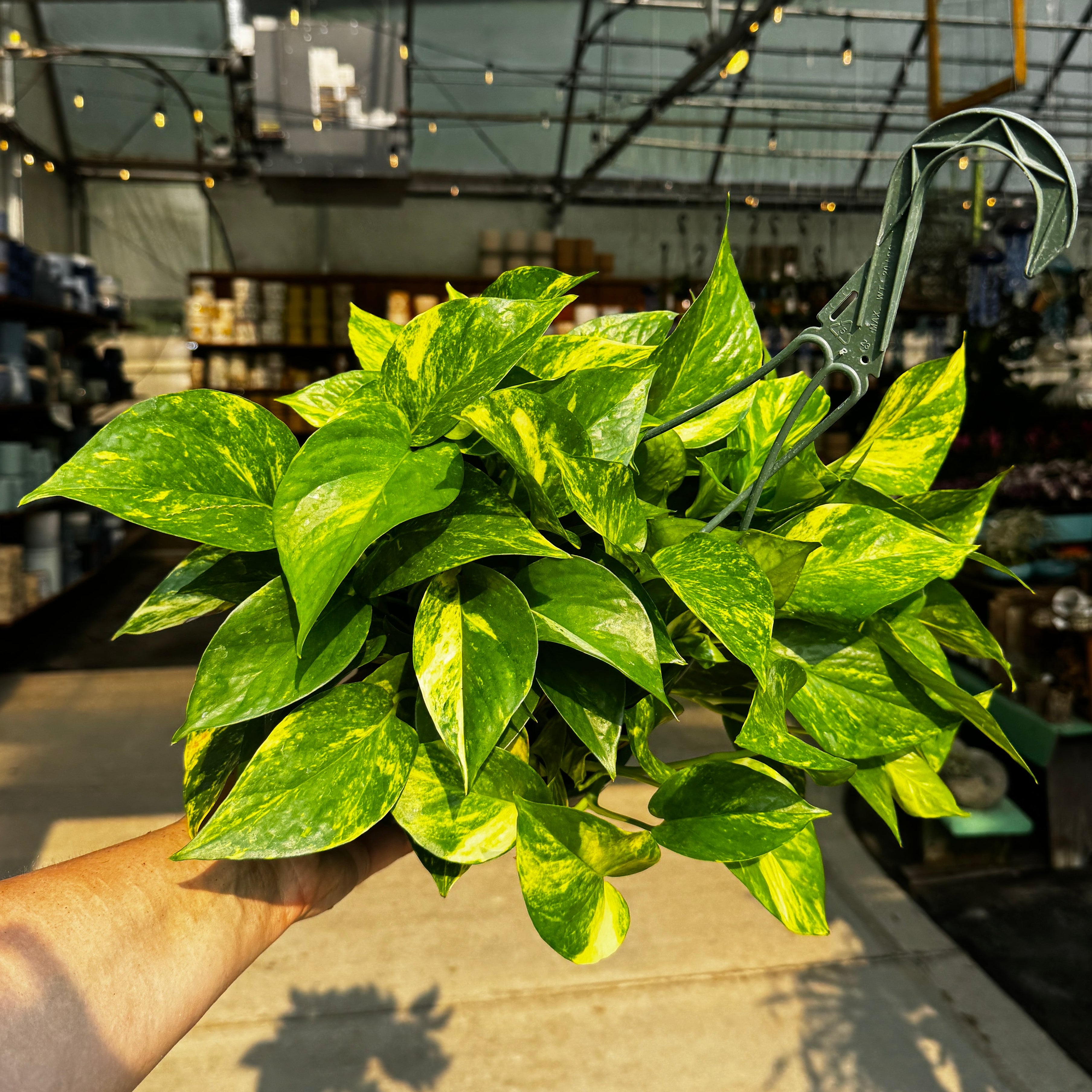 6" Hanging Basket Golden Pothos | Epipremnum aureum 'Golden'