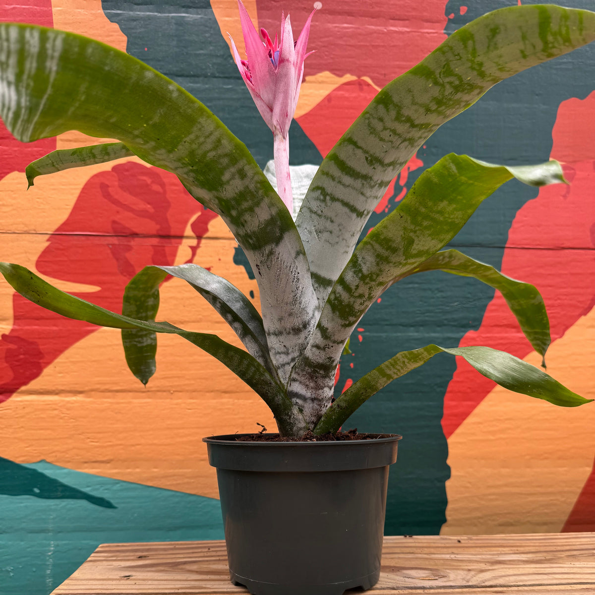Silver Vase Plant | Aechmea Fasciata