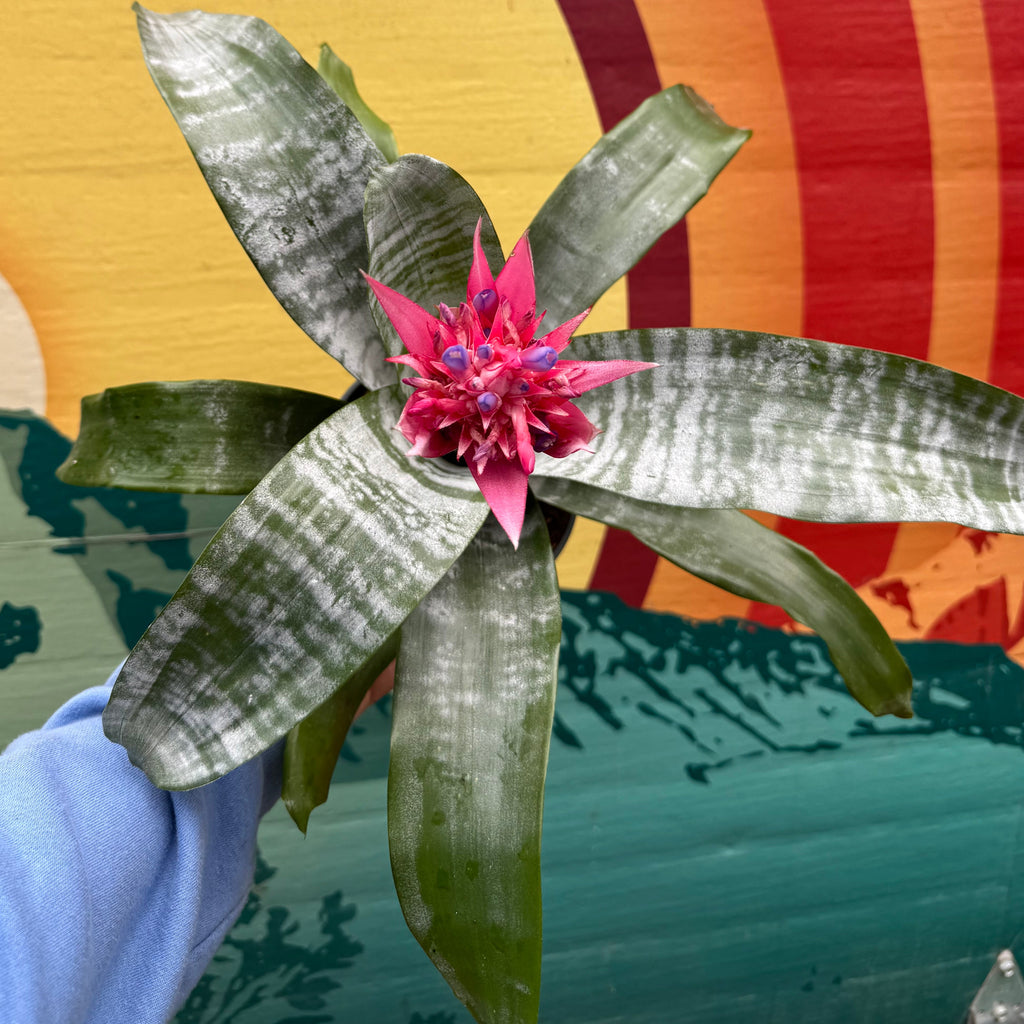 Silver Vase Plant | Aechmea Fasciata