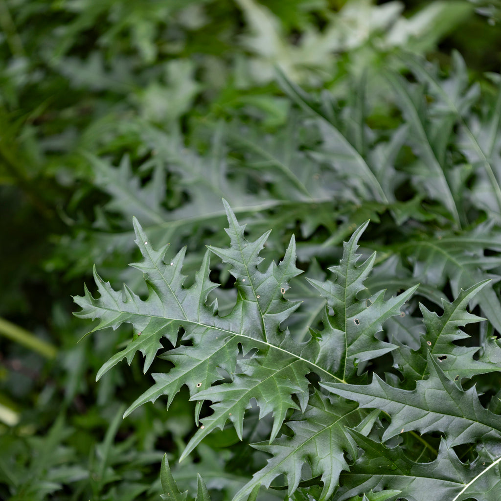 Bear's Breeches - Acanthus spinosus