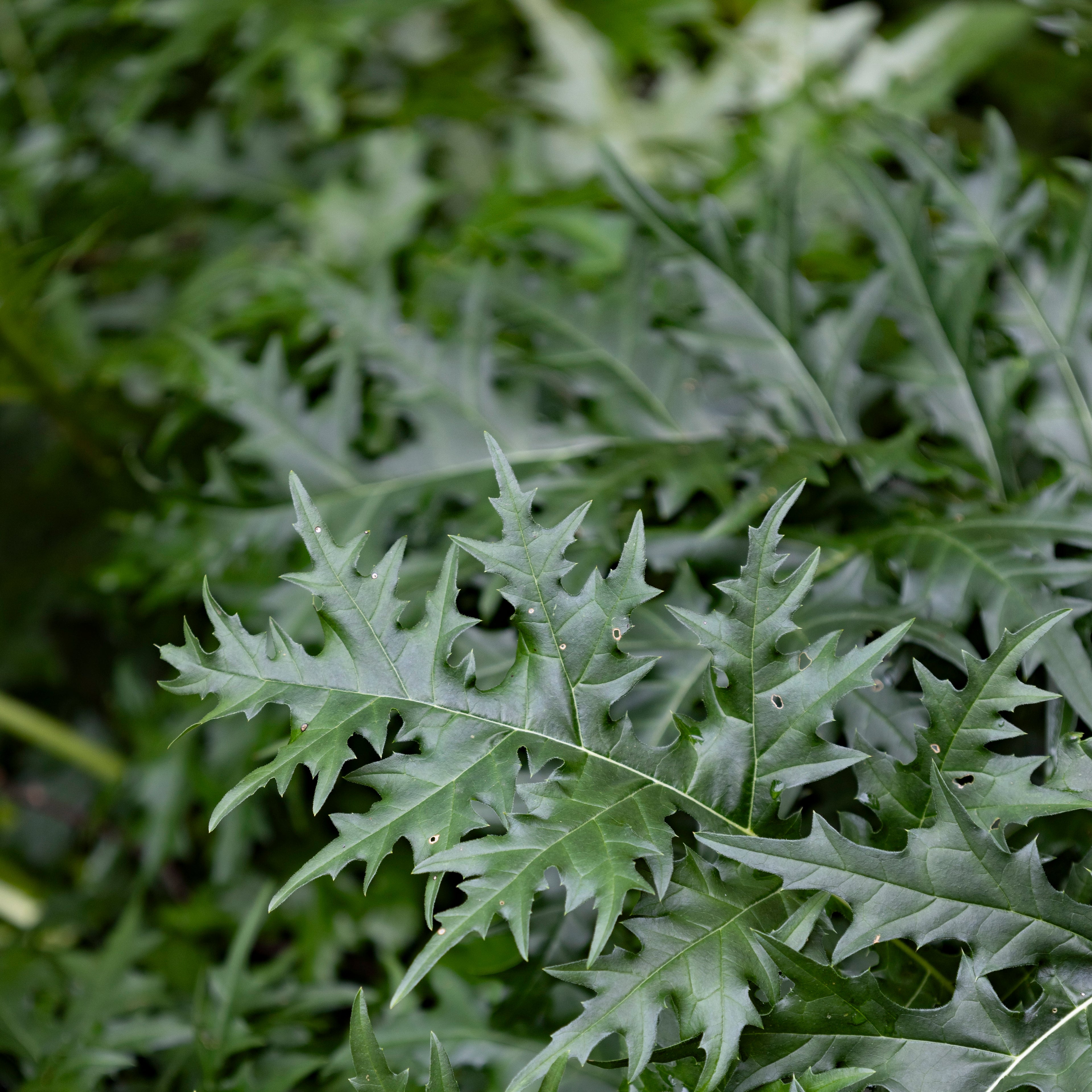 Bear's Breeches - Acanthus spinosus