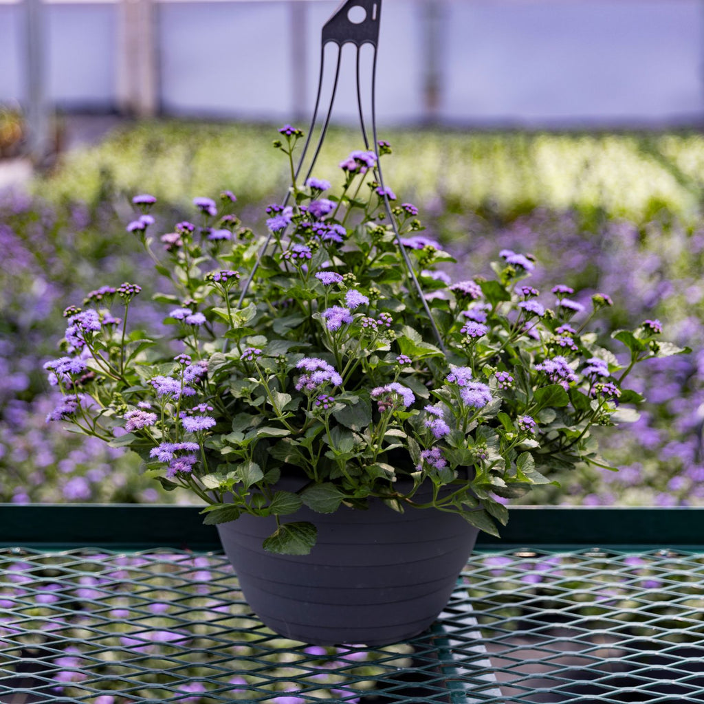 Monarch Magic Hanging Basket