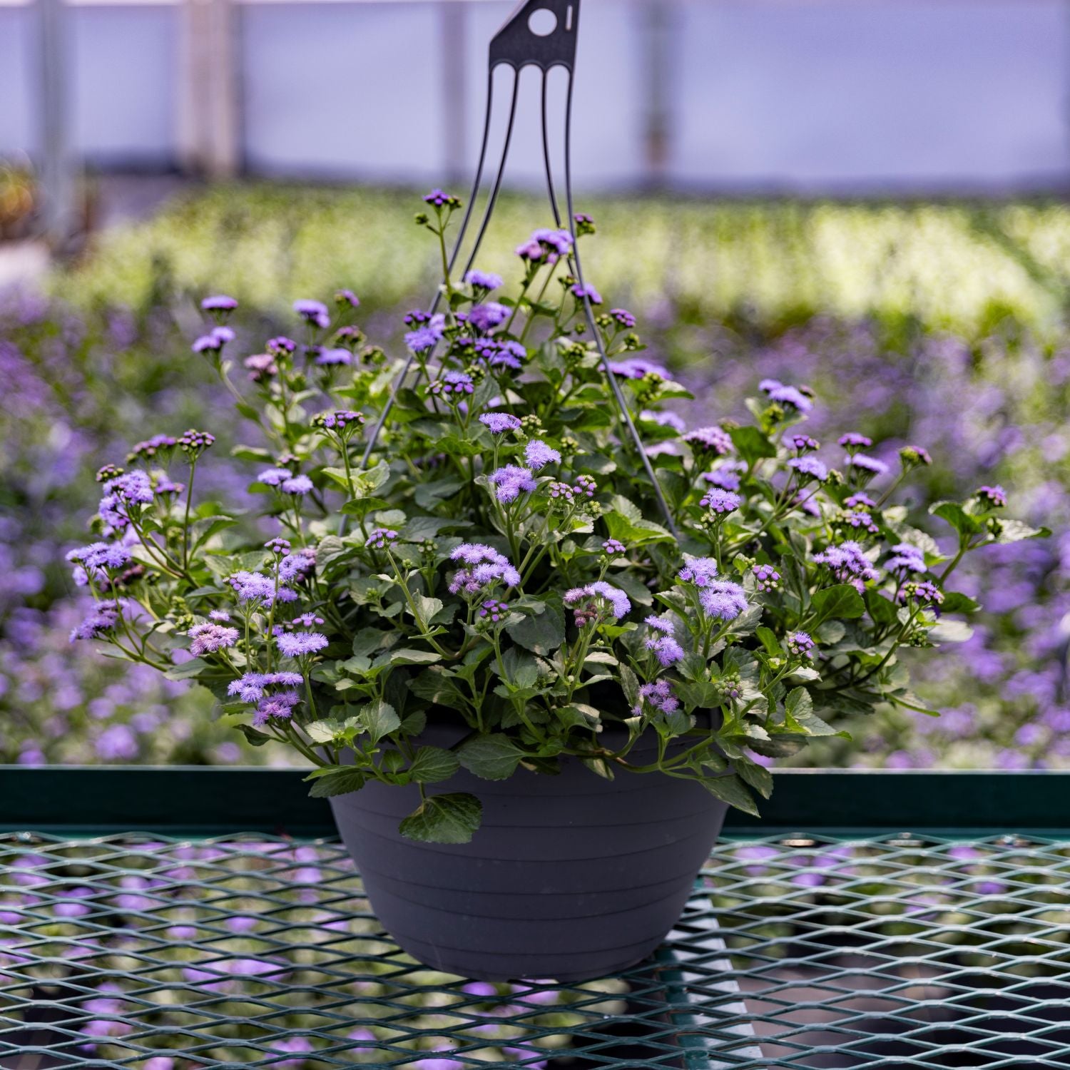 Monarch Magic Hanging Basket