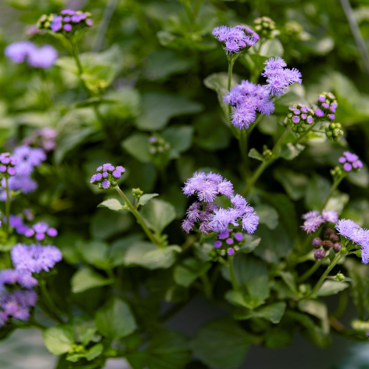 Monarch Magic Hanging Basket