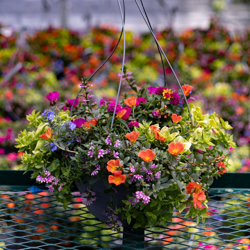 Sun Loving Mixed Basket