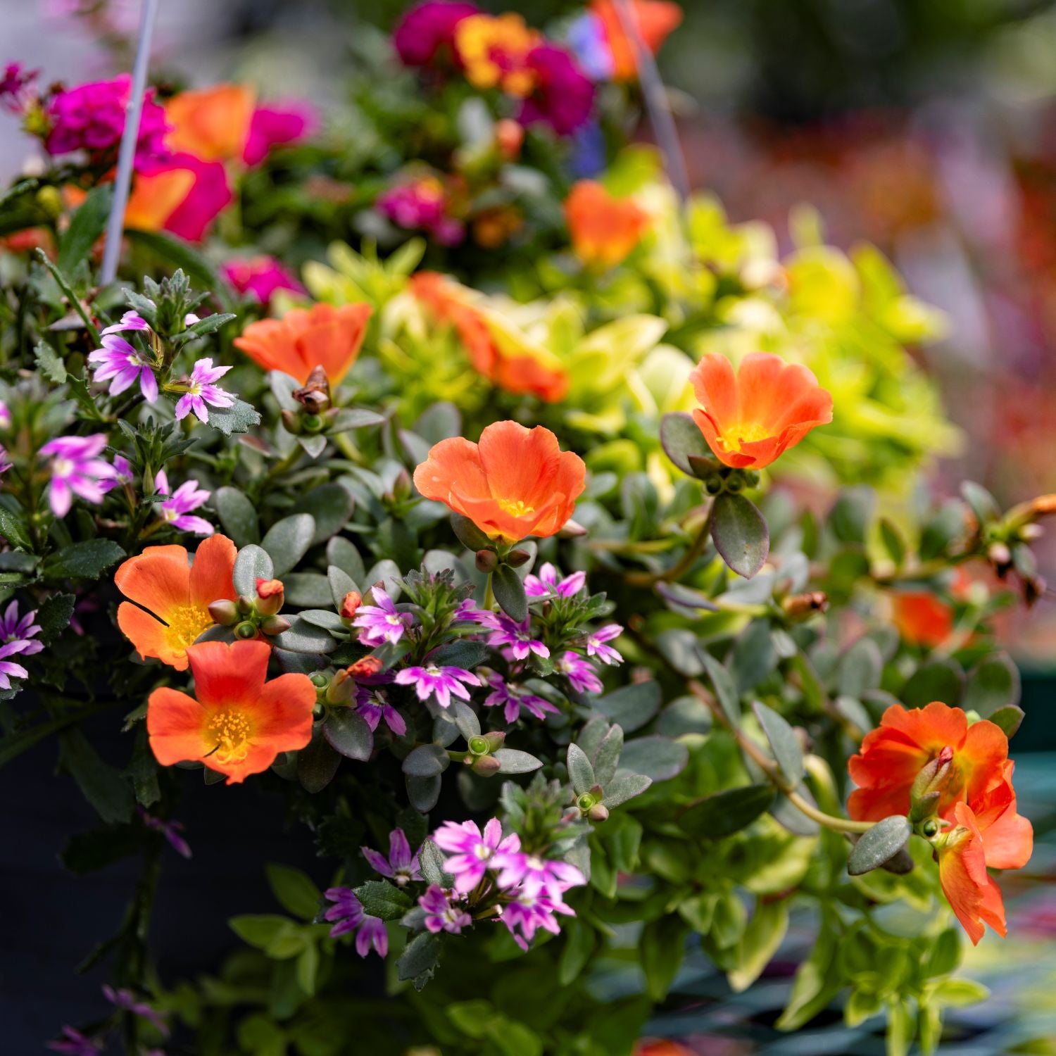 Sun Loving Mixed Basket