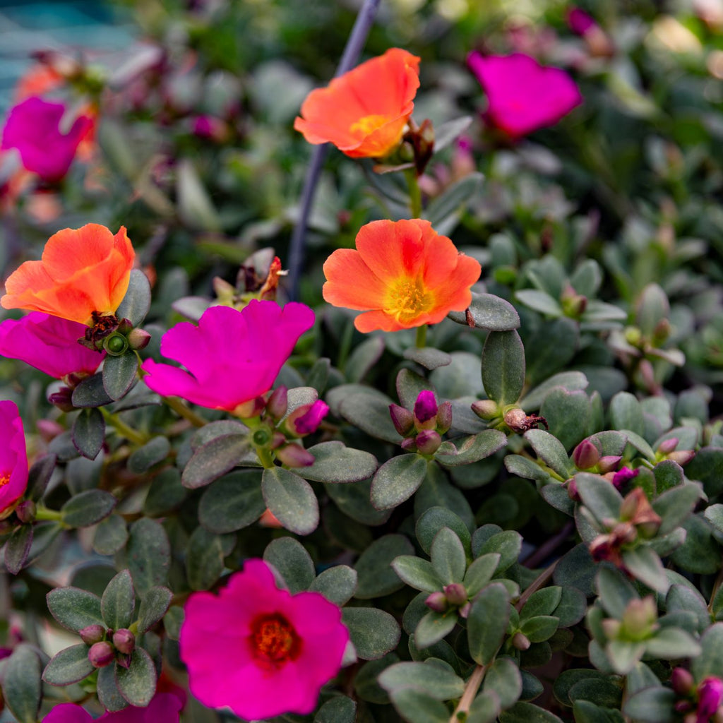 Sun Loving Basket Portulaca | Moss Rose Hanging Basket