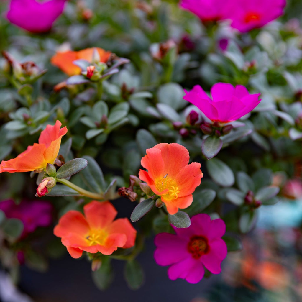 Sun Loving Basket Portulaca | Moss Rose Hanging Basket