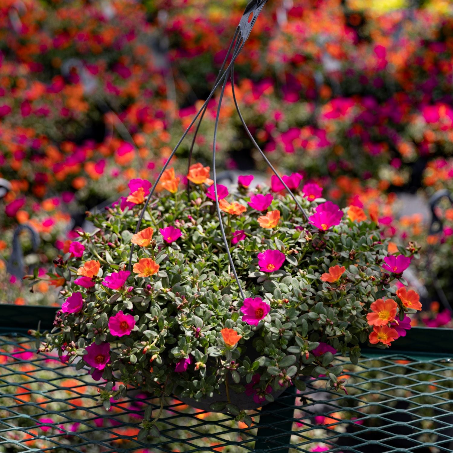 Sun Loving Basket Portulaca | Moss Rose Hanging Basket