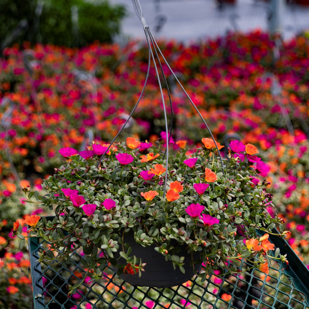 Sun Loving Basket Portulaca | Moss Rose Hanging Basket