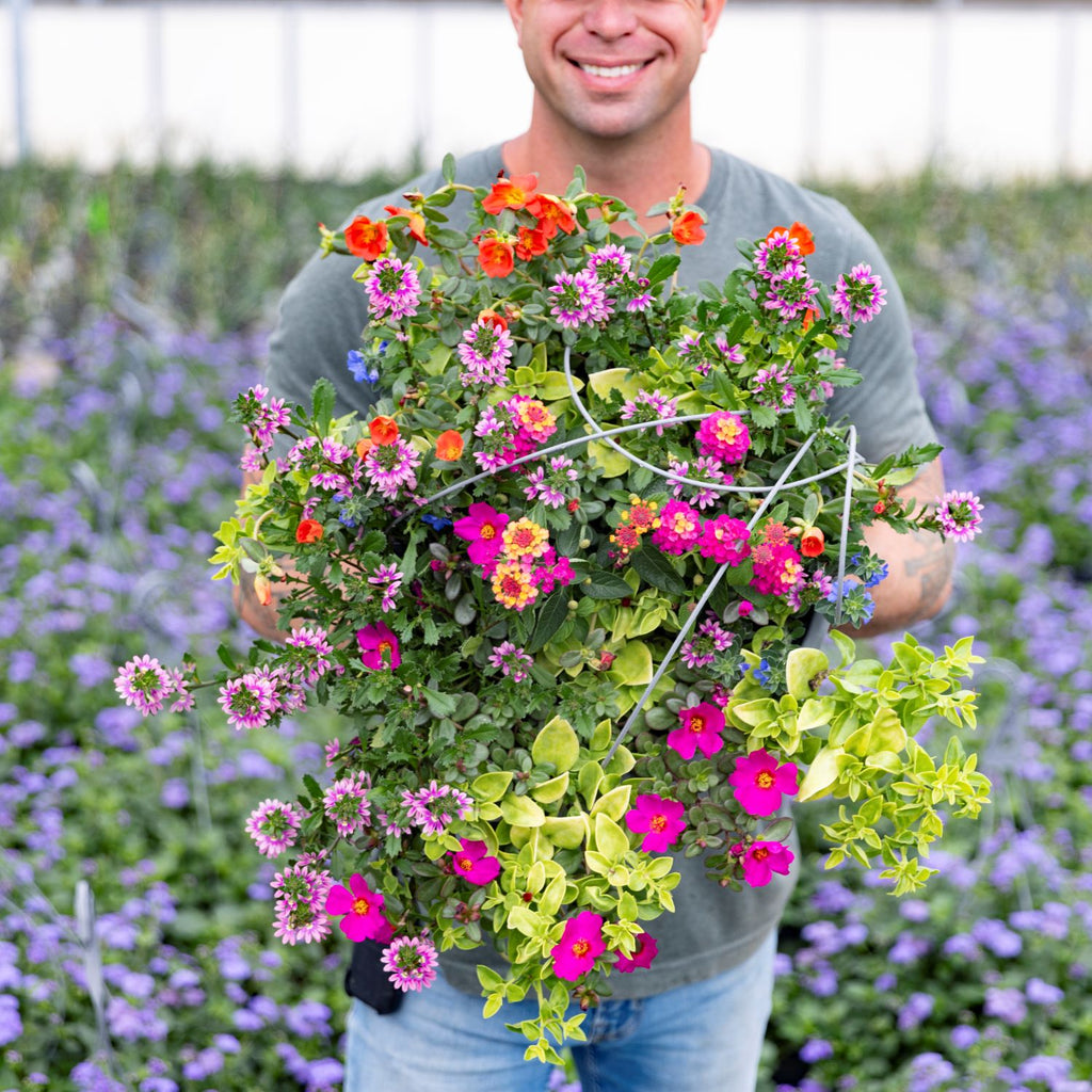 Sun Loving Mixed Basket