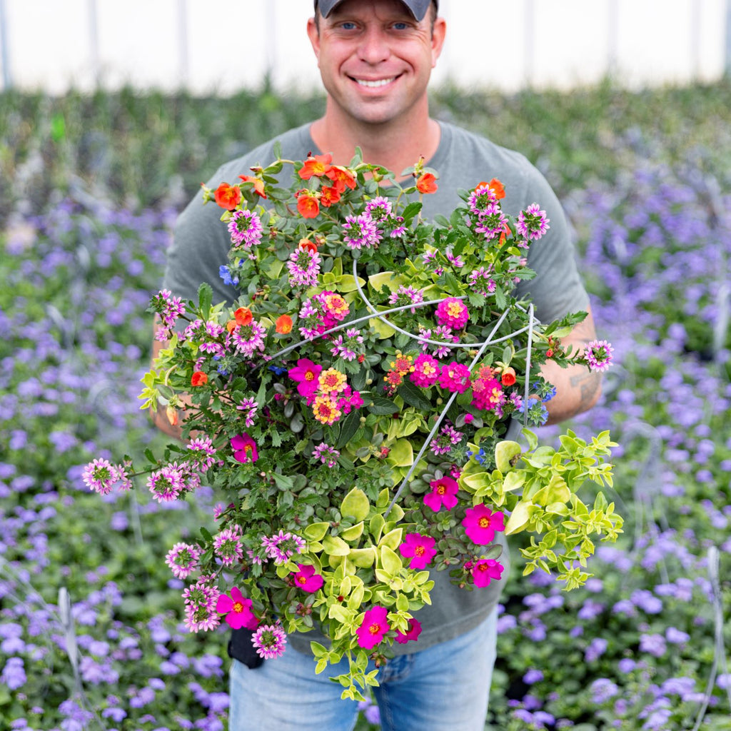 Sun Loving Mixed Basket