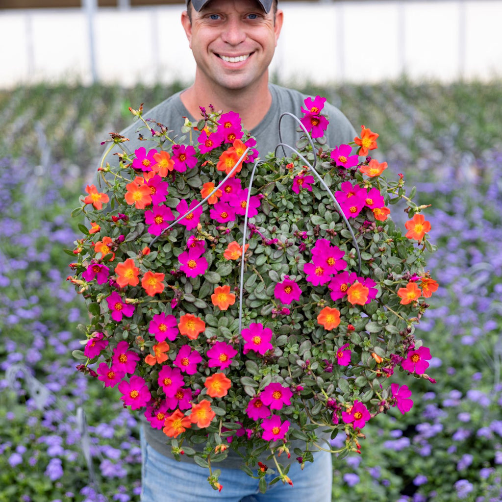 Sun Loving Basket Portulaca | Moss Rose Hanging Basket