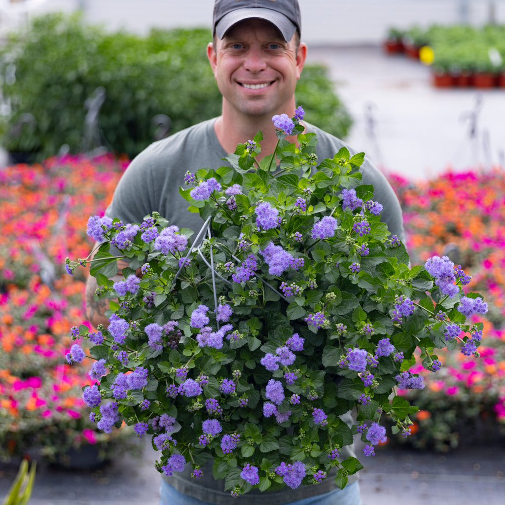 Monarch Magic Hanging Basket