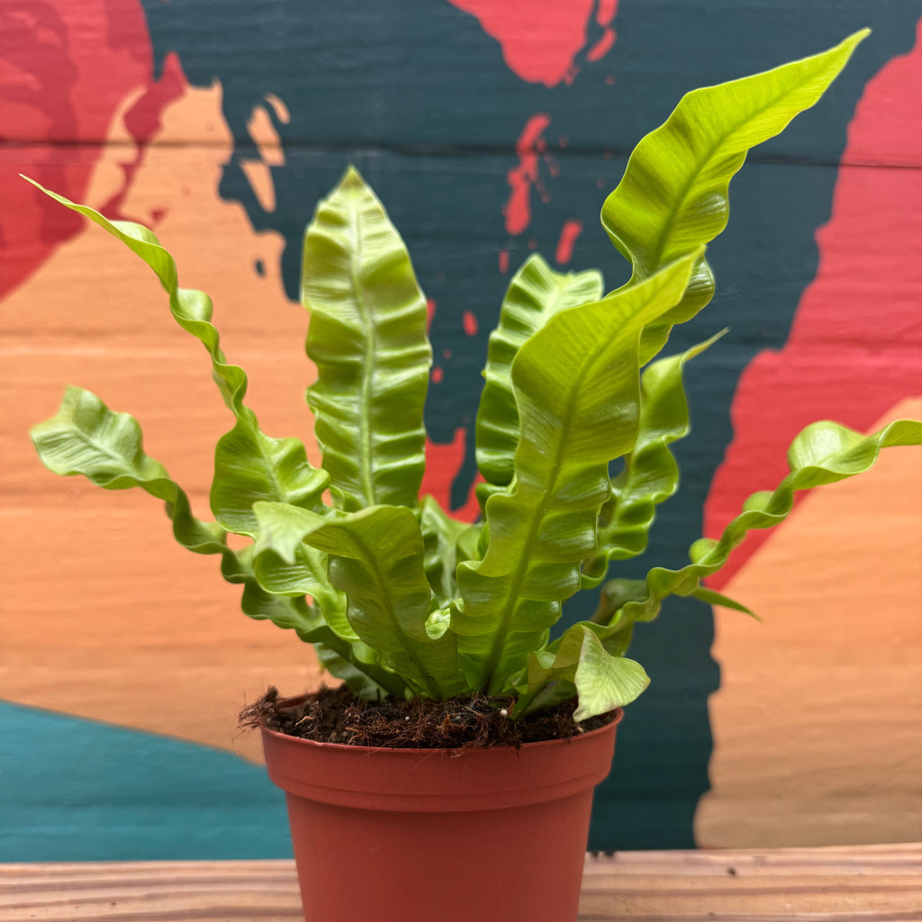 Crispy Wave Fern | Asplenium nidus 'Crispy Wave'
