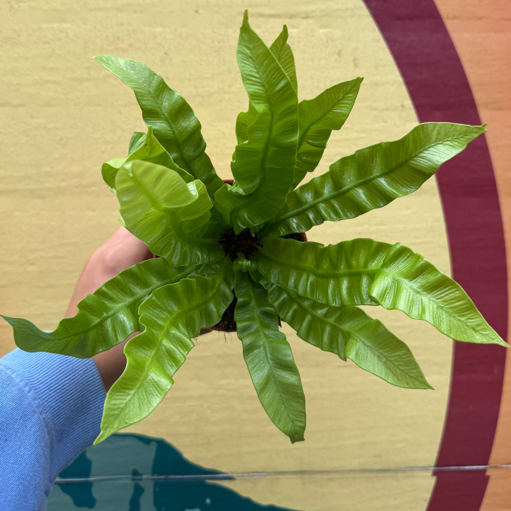 Crispy Wave Fern | Asplenium nidus 'Crispy Wave'