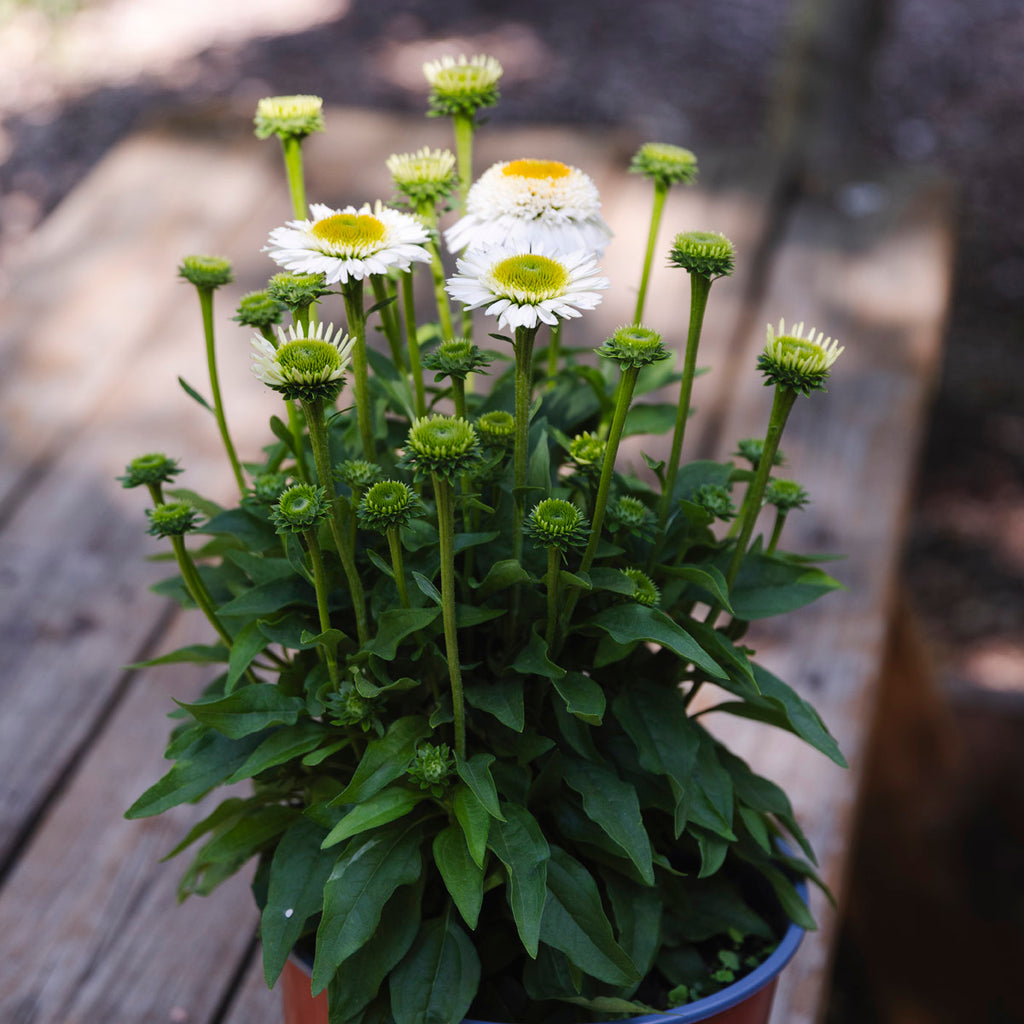 Coneflower | Echinacea Sunmagic® Double White