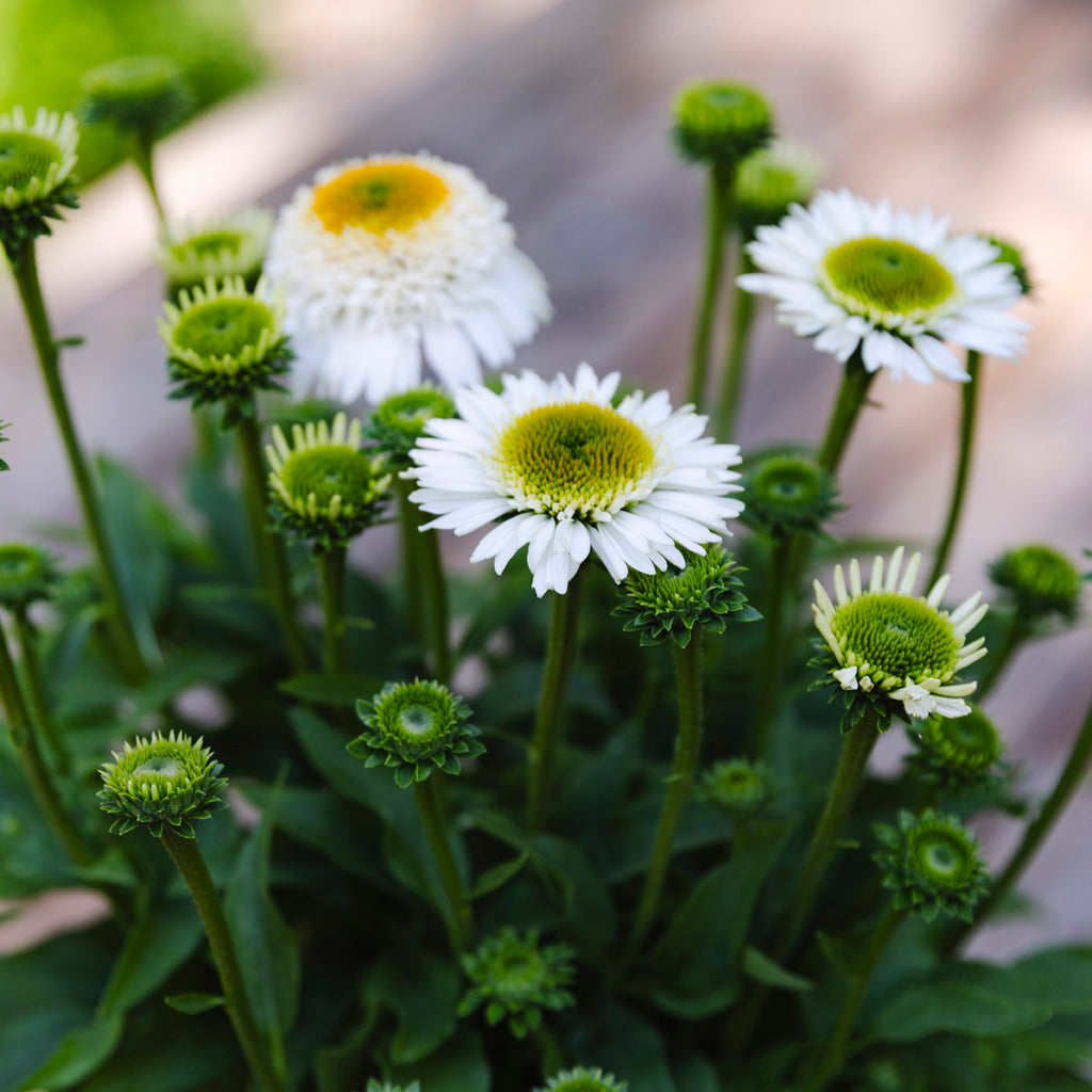 Coneflower | Echinacea Sunmagic® Double White