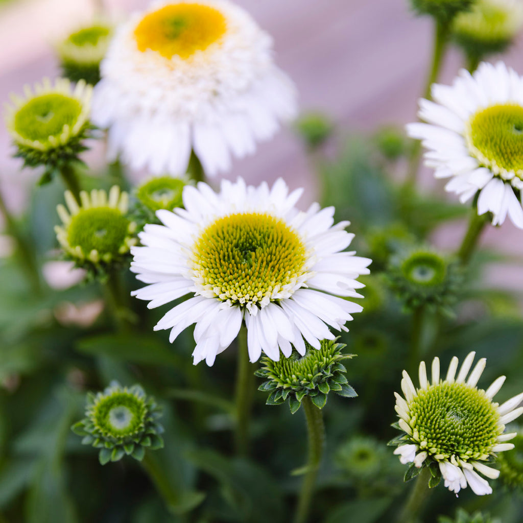 Coneflower | Echinacea Sunmagic® Double White
