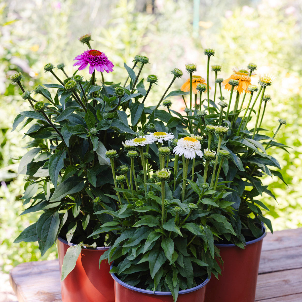 Coneflower | Echinacea Sunmagic® Double Hot Pink