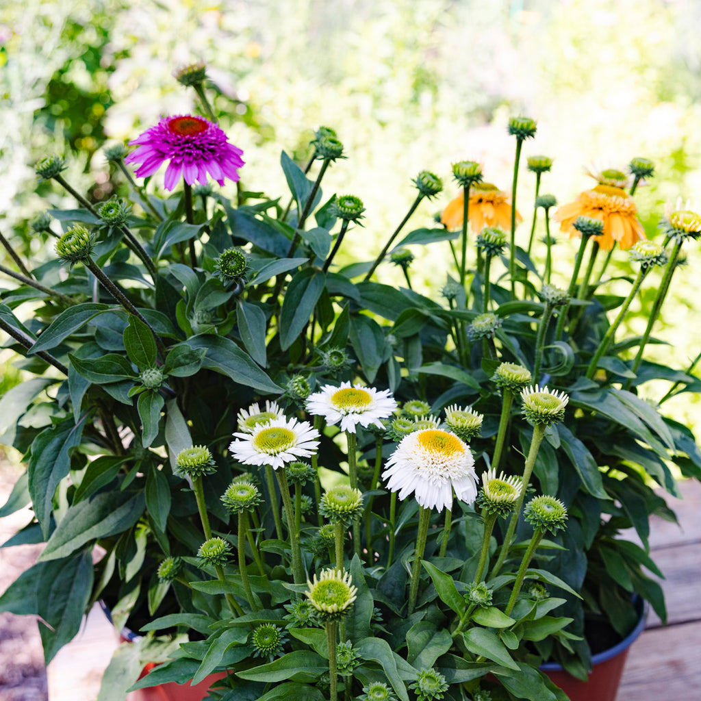 Coneflower | Echinacea Sunmagic® Double White