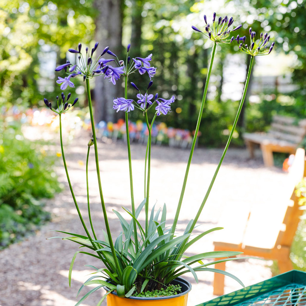Lily of the Nile | Agapanthus 'Poppin’ Star'