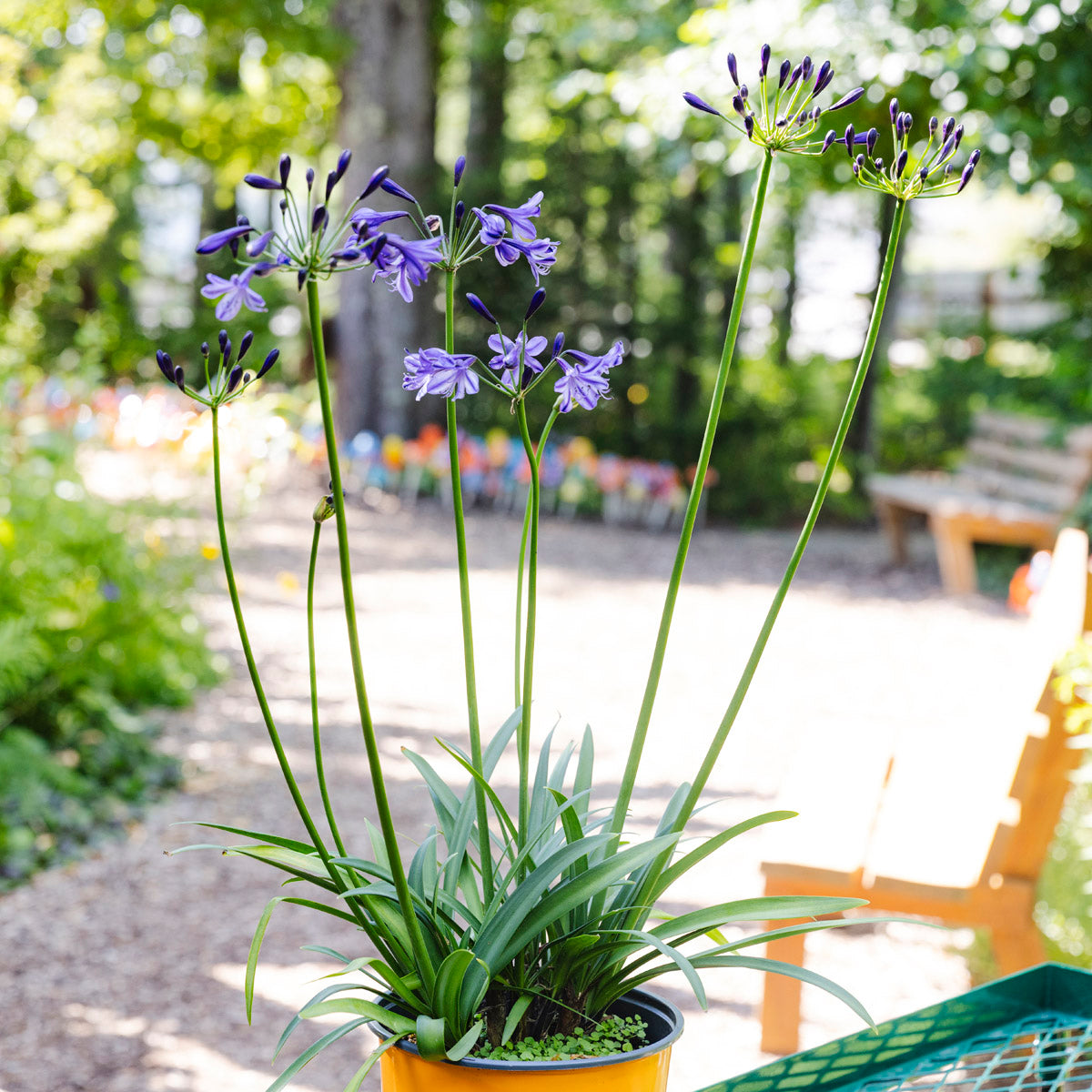 Lily of the Nile | Agapanthus 'Poppin’ Star'