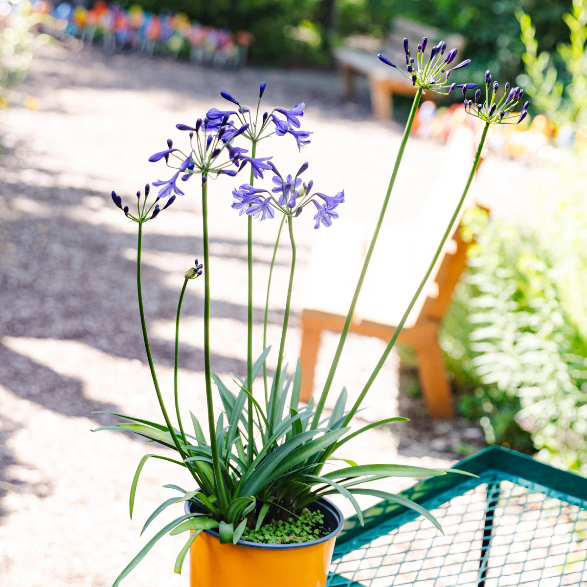 Lily of the Nile | Agapanthus 'Poppin’ Star'
