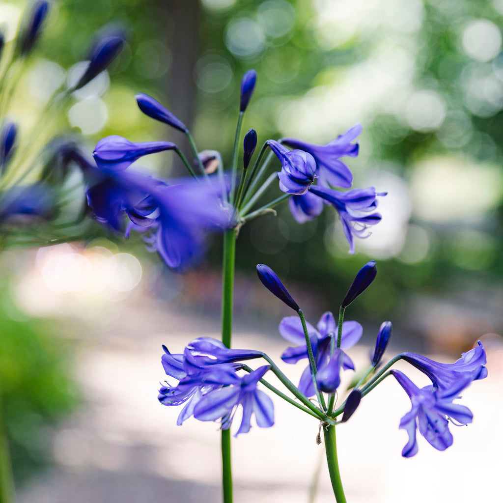 Lily of the Nile | Agapanthus 'Poppin’ Star'