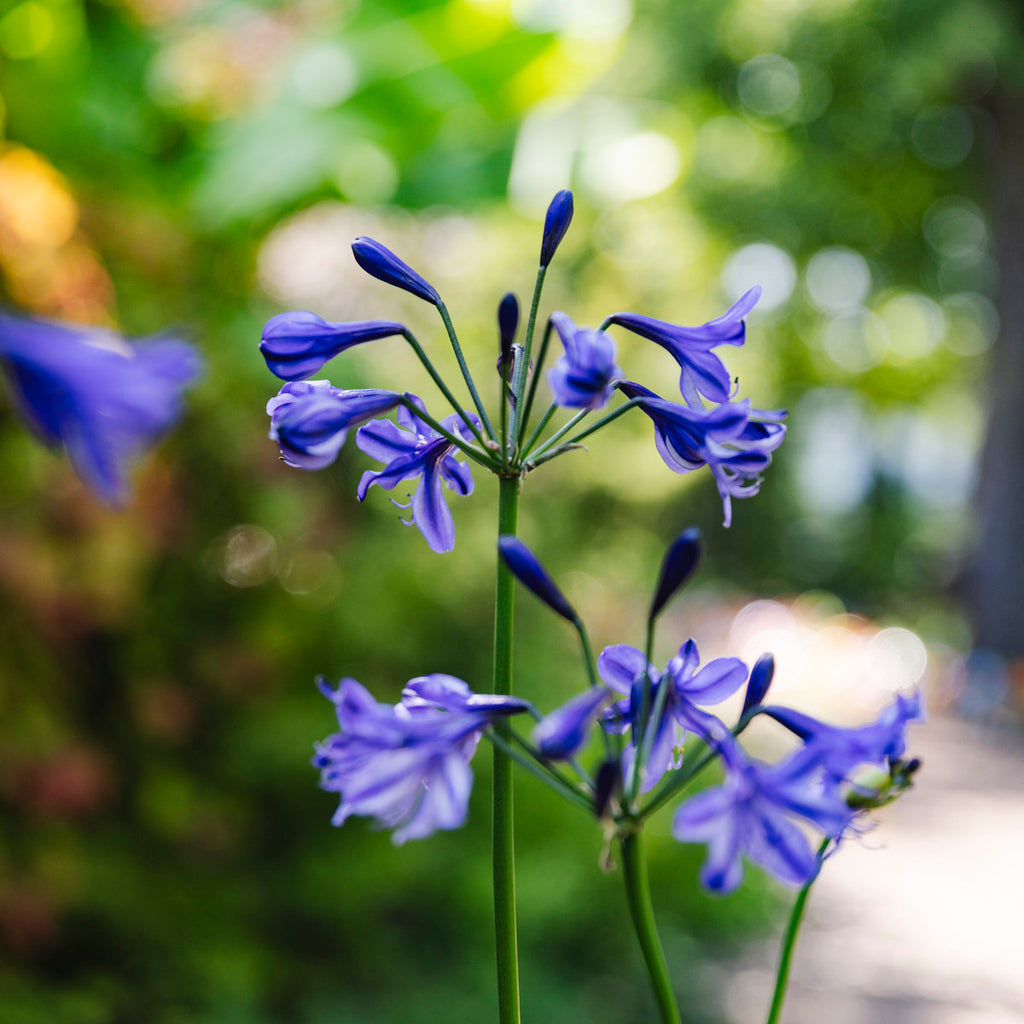 Lily of the Nile | Agapanthus 'Poppin’ Star'