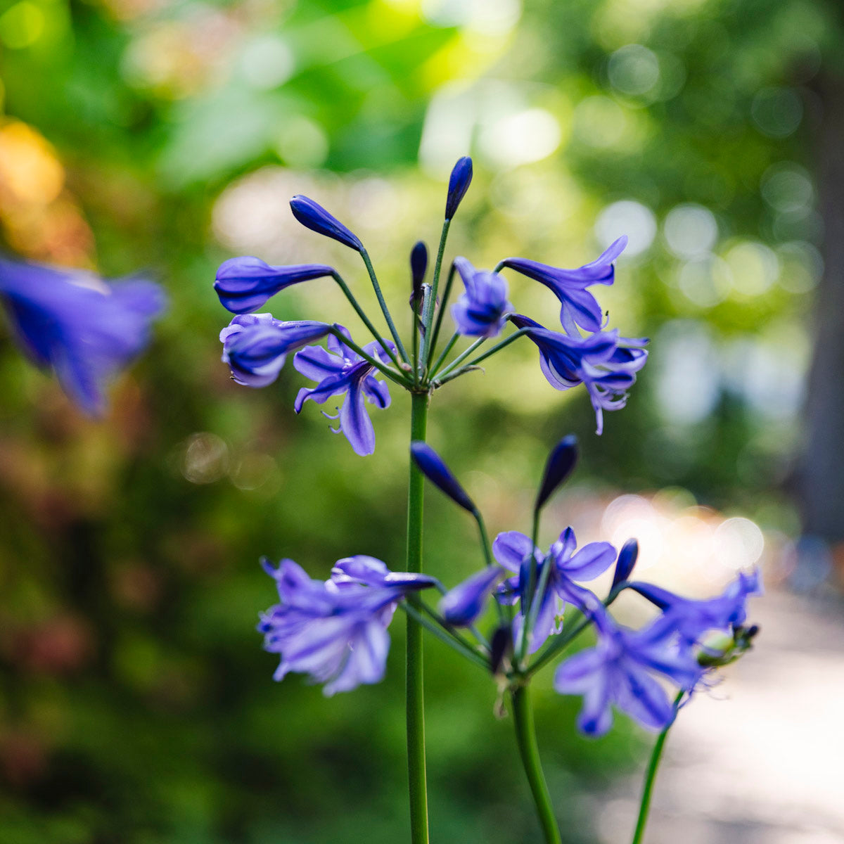 Lily of the Nile | Agapanthus 'Poppin’ Star'