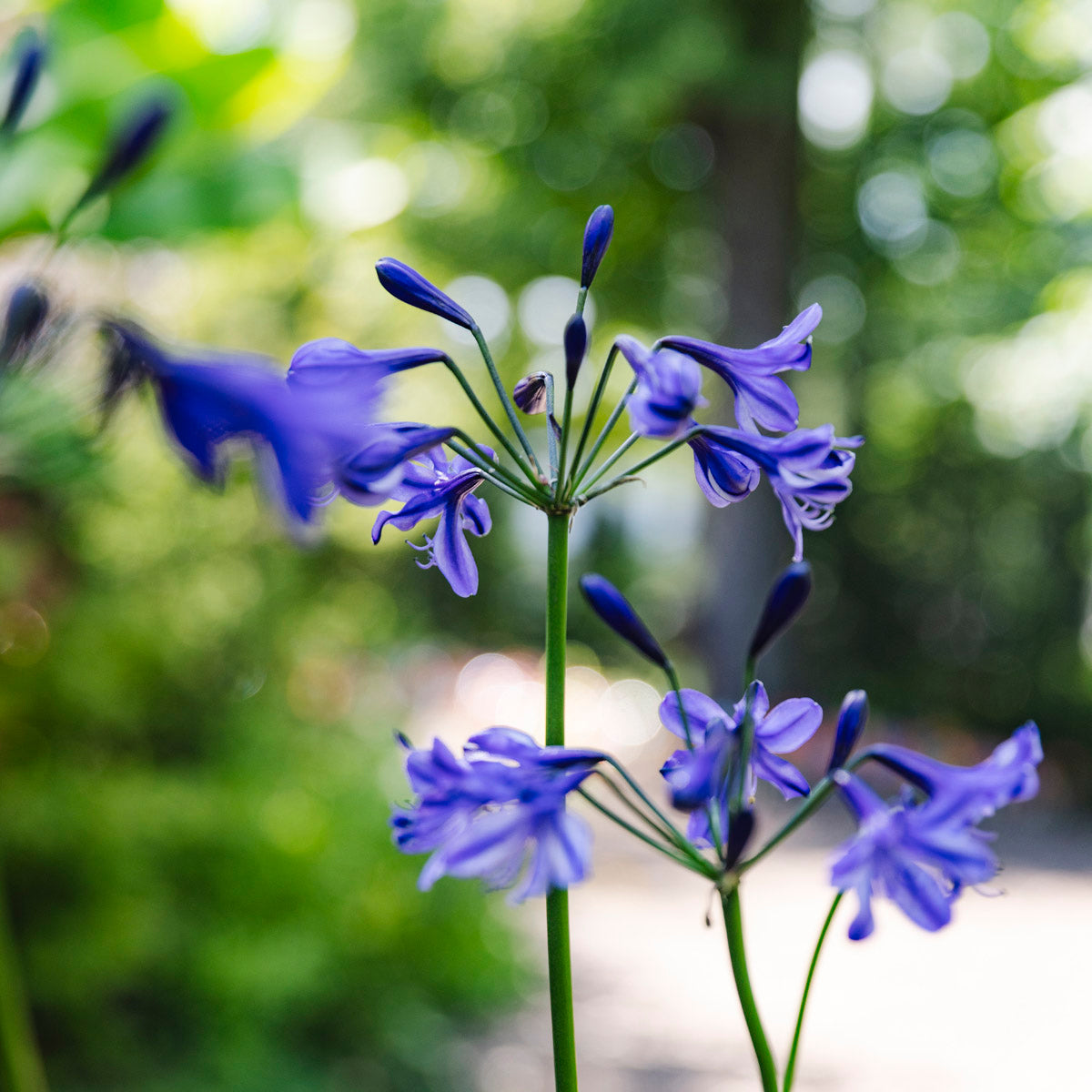 Lily of the Nile | Agapanthus 'Poppin’ Star'