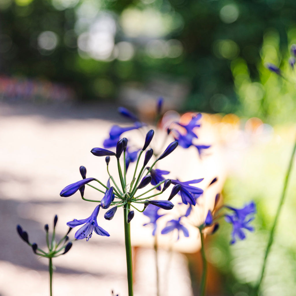 Lily of the Nile | Agapanthus 'Poppin’ Star'