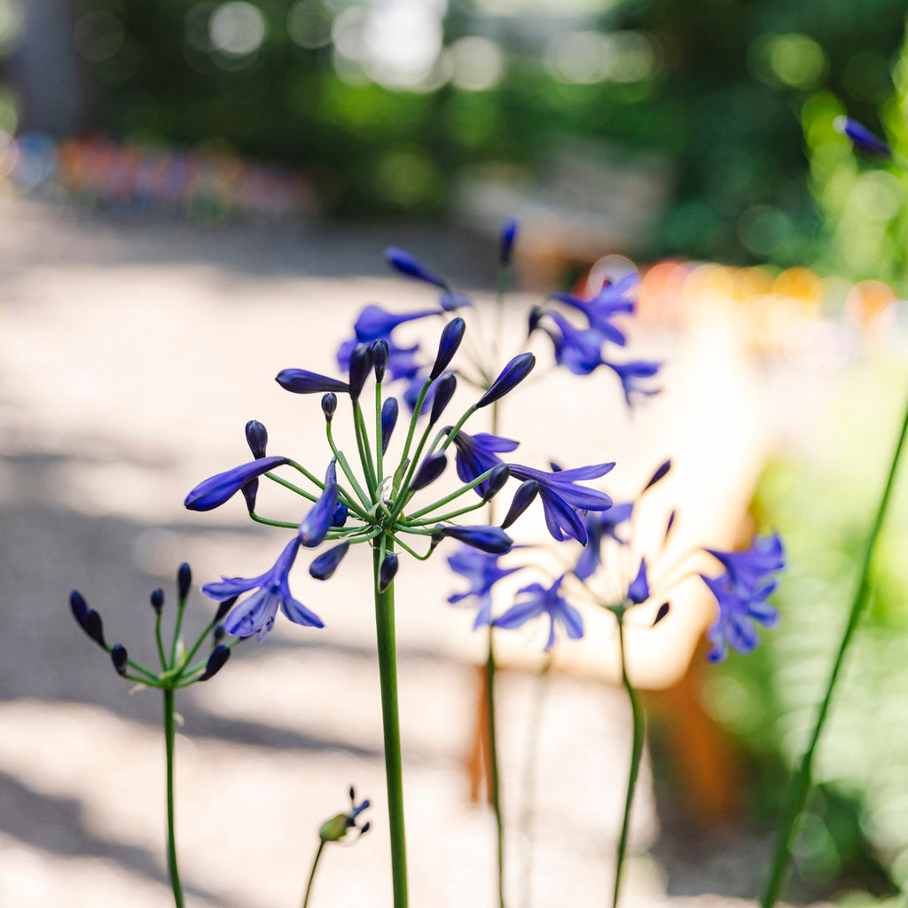 Lily of the Nile | Agapanthus 'Poppin’ Star'