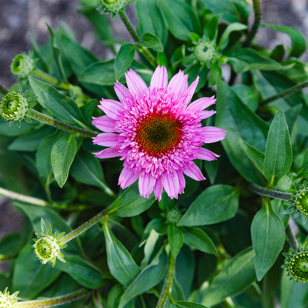 Coneflower | Echinacea Sunmagic® Double Hot Pink