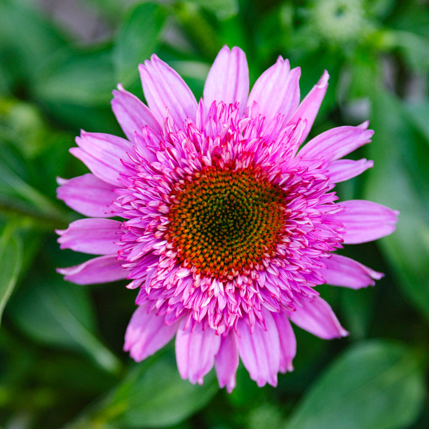 Coneflower | Echinacea Sunmagic® Double Hot Pink