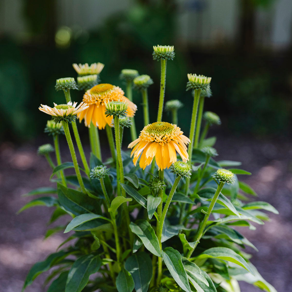 Coneflower | Echinacea Sunmagic® Double Yellow