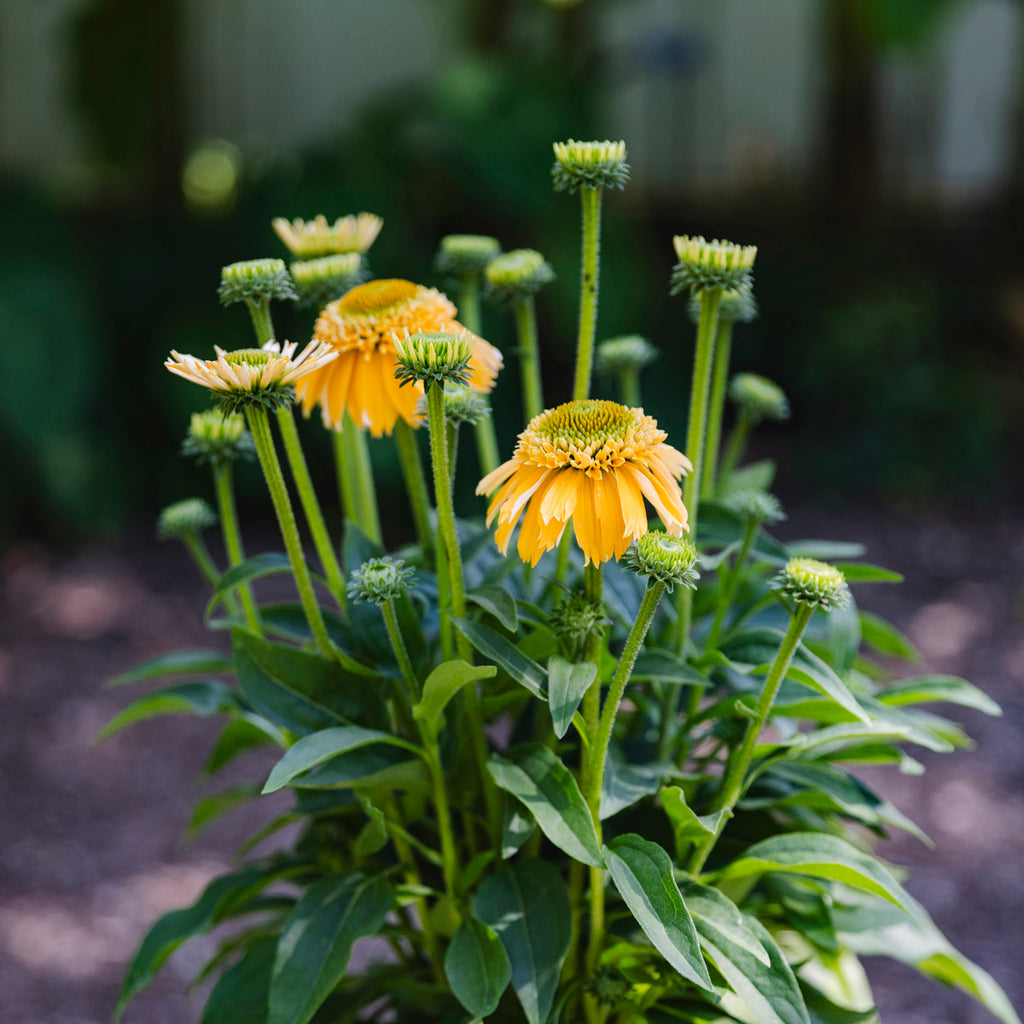 Coneflower | Echinacea Sunmagic® Double Yellow