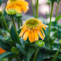 Coneflower | Echinacea Sunmagic® Double Yellow