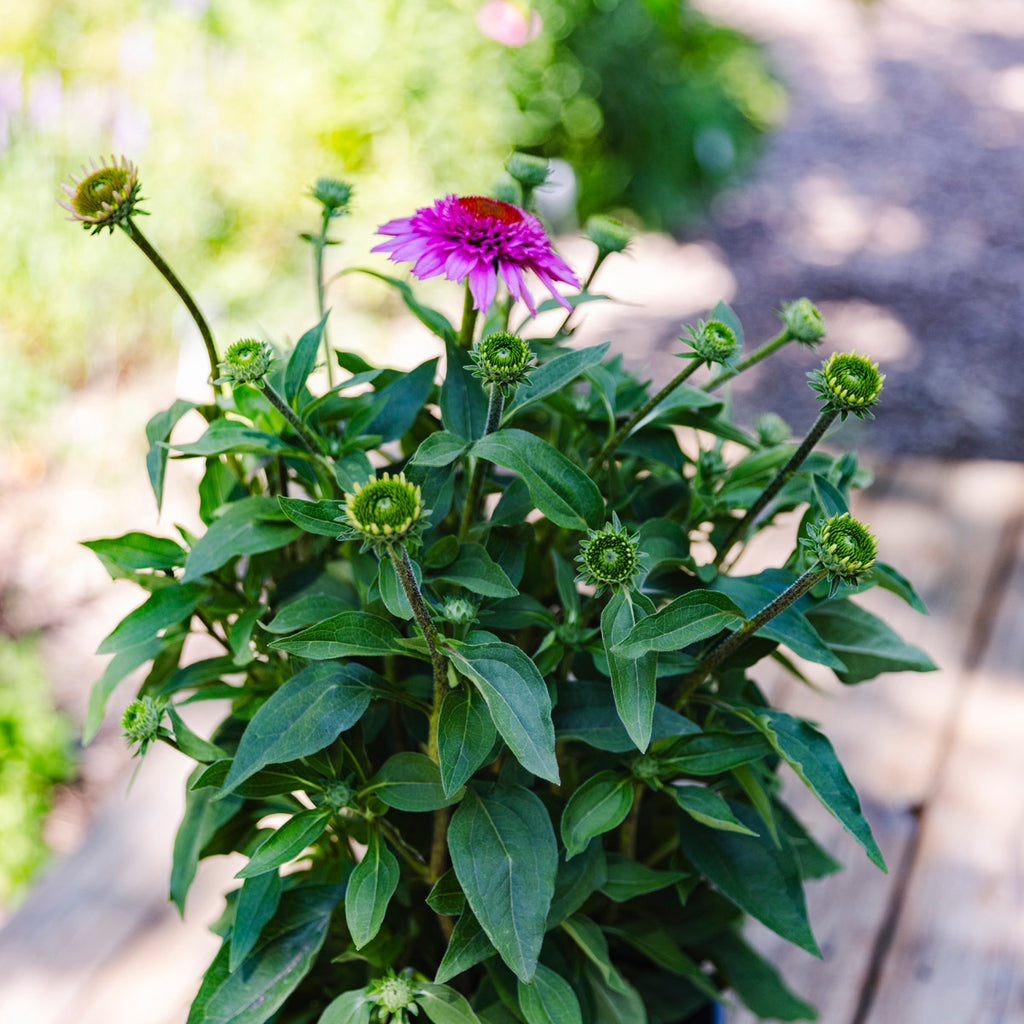 Coneflower | Echinacea Sunmagic® Double Hot Pink