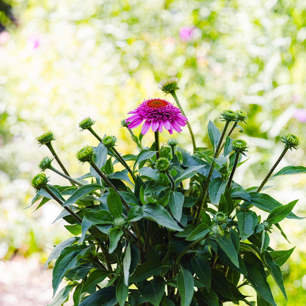 Coneflower | Echinacea Sunmagic® Double Hot Pink