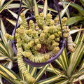 Worm Plant | Crassula marnieriana 'Hottie Tottie'